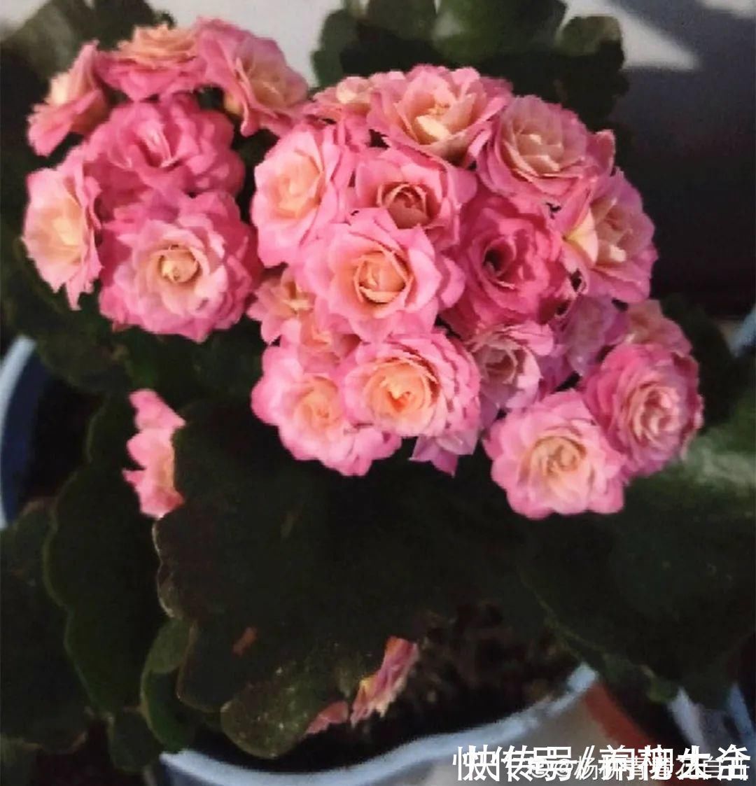 水仙|上万块的蟹爪兰，开花像烟花，养过的人不多