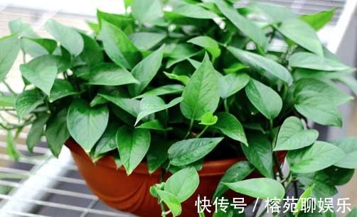 懒人|懒人都养不死的几朵花，娇憨可爱，好看好养活，次次开花爆盆