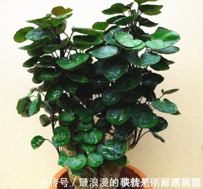 4种霸气侧漏的“丑绿植”,四季油绿寓意好,是家庭盆栽佳品