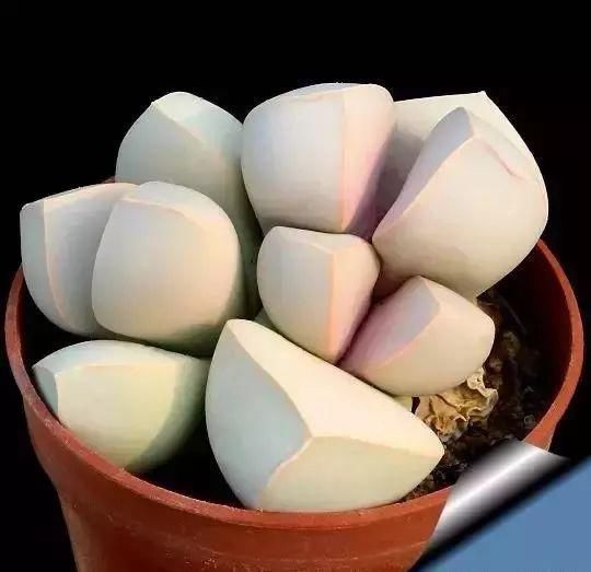  娇艳|石生花，绝美娇艳！