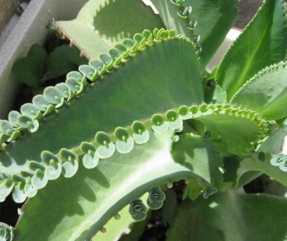 植物|落地生根,打不死的“入侵植物”,叶肥肥花好看,还能嫁接长寿花