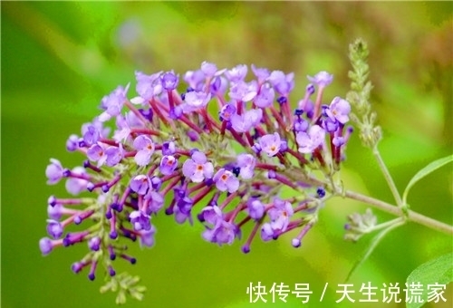 不如养盆醉鱼草吧,扔进池塘能让鱼儿沉醉,养护简单只需3招