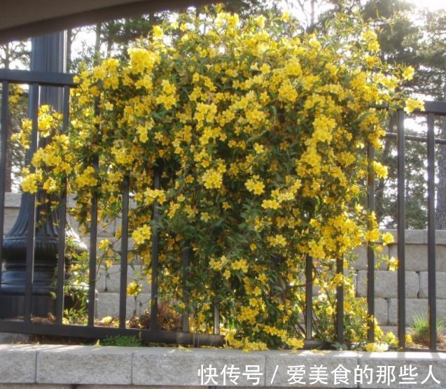 3种漂亮花,高雅大气毒性强,再喜欢也别养在室内,赶紧搬出去