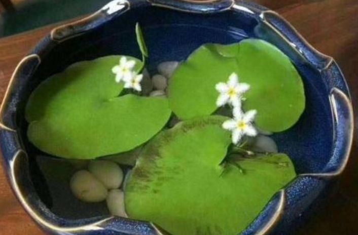 4种花是开花小能手,一年四季开花不断,璀璨夺目超漂亮