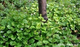 吃药|肝脏不好,不要忙着吃药,多吃此草,保护肝脏,还能排出身体毒素