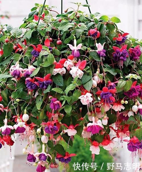 长寿花|2种漂亮花,沾土就能活,好养易繁殖,养护一盆半年有花赏!