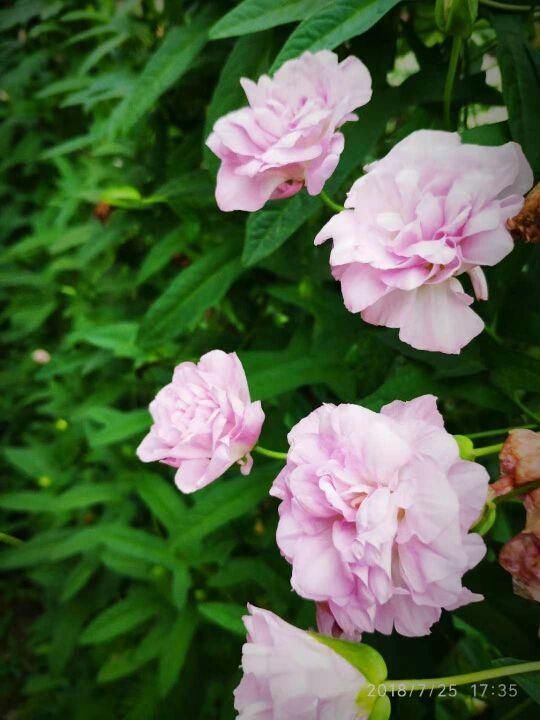 榕树|院子里养了一墙的花,邻居却不高兴了,差点吵起来