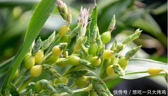 想要|女性想要皮肤好，推荐4物，每天坚持吃，明目养肝，改善皮肤状况