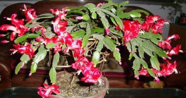 家庭养蟹爪兰，一个“小窍门”，不怕热，不怕冷，一年到头都开花