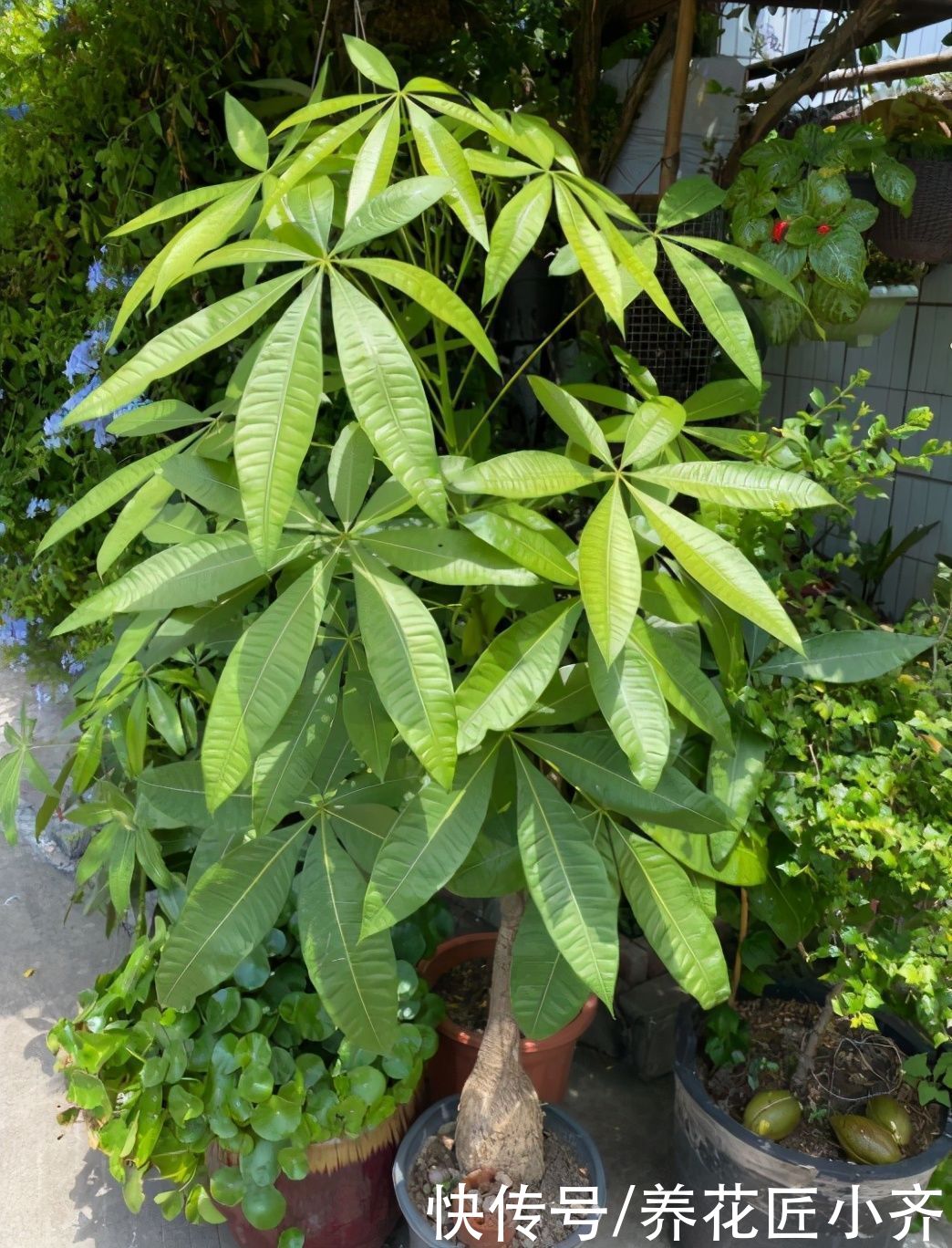 春天5种花，水一大就烂根，干透了再浇，懒人才能养好