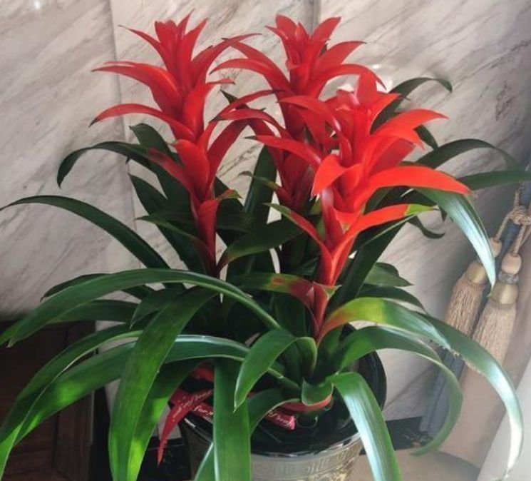 4种花好养易活,旺财又养人,开花红红火火,旺财又旺运!