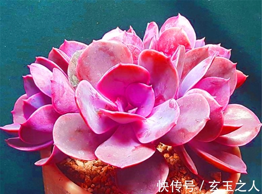 多肉紫珍珠不但容易养成老桩,学会3妙招,还能饱满肥厚粉紫高贵