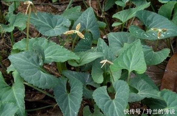 马齿苋|农村这些野菜，煮吃喝，清肝明目，降血压、减肥，还败毒抗癌！