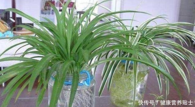 不要再用土养吊兰了,换成水既干净又省心,白根狂长爆满瓶!