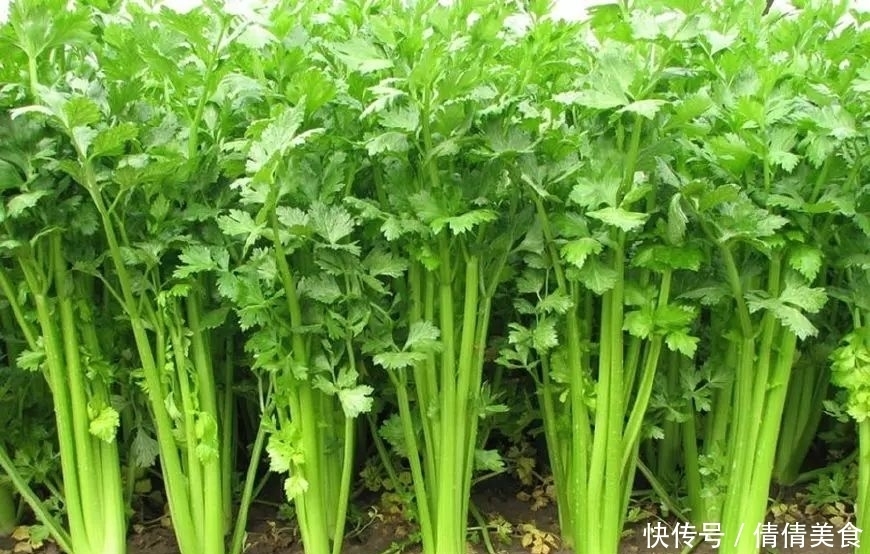 芹菜馅的饺子,里面除了放肉,别忘了放点它,鲜嫩爽口一点不油腻