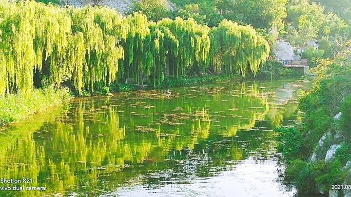 秋色|这里是济南｜秋光，秋色，秋韵，历阳湖律动的秋色图新鲜亮相了