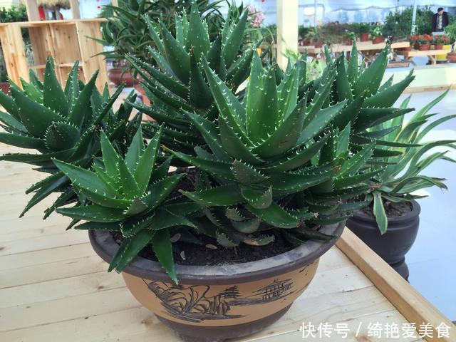 香草|这3种花“病菌”,家里放几盆,老人小孩不易生病,聪明人养很多