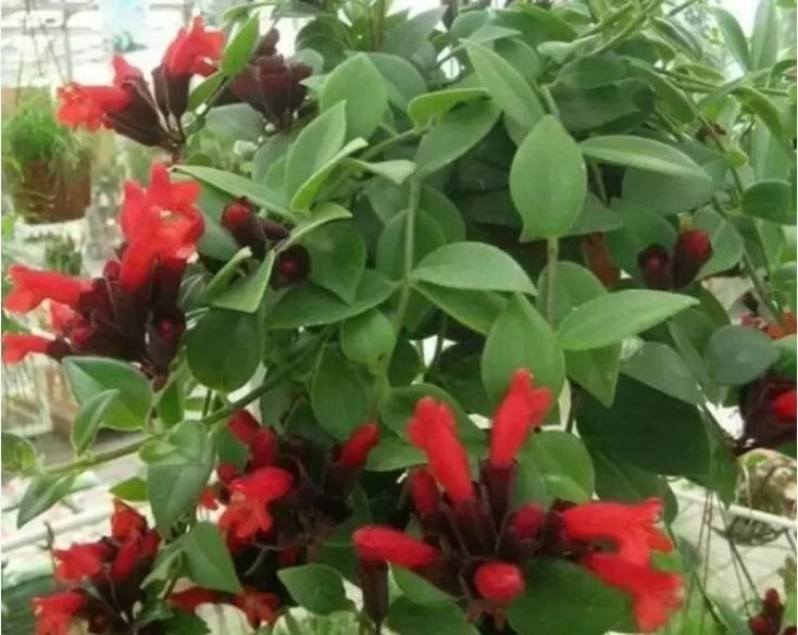 4种花漂亮又好养,比牡丹好看,美观又大气,花色艳丽灿烂无双