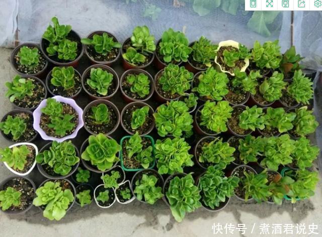 多菌灵|扦插最佳时期到了,有这花赶紧插,沾土就能活!