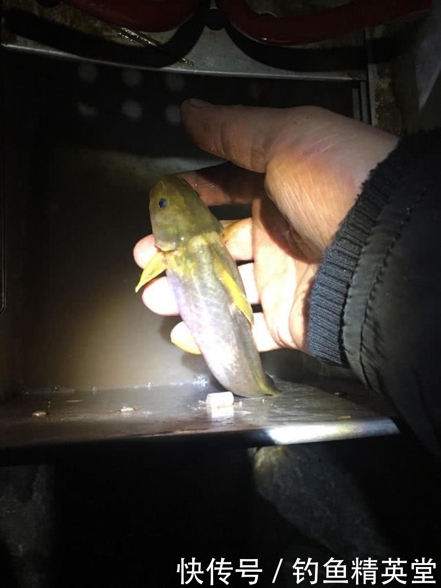 过后|洪水过后去钓鱼,这么大的黄颡鱼,还是头一次钓获