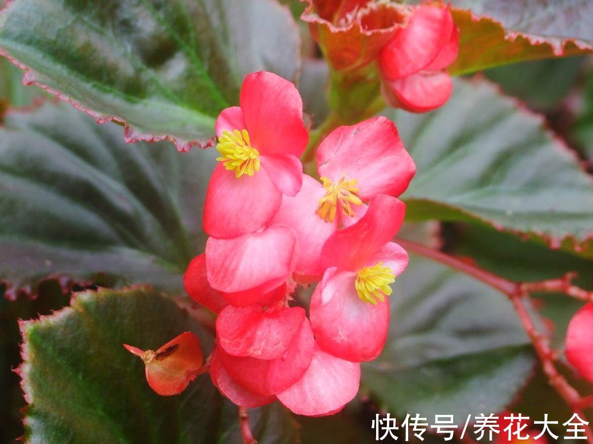 米兰米兰|5种四季开花的植物,养一盆在家里,四季有花看