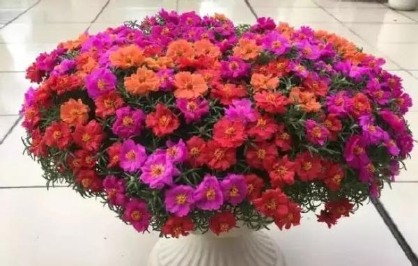 暖春来临时,培育太阳花认真做好这些事情,盆里将冒出很多新芽