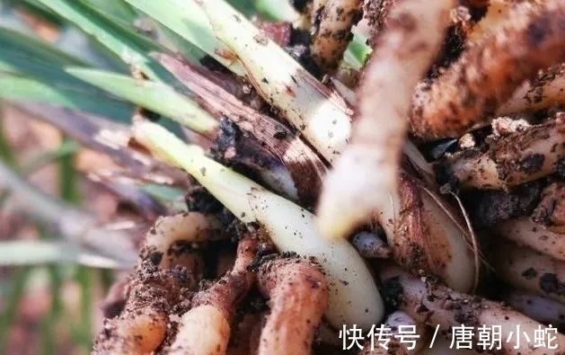 肥料|兰花生命力很强,决定能否种植成活的,并不是土壤与肥料