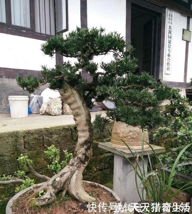 都说这种树很贵！其实剪根“枝条”，埋土里就能长，不用花钱买！