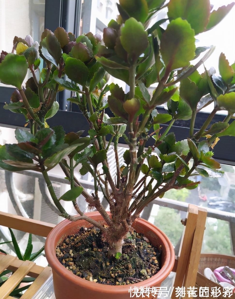 长寿花秋季生长期,发现长满“透明根”,用对方法救活它