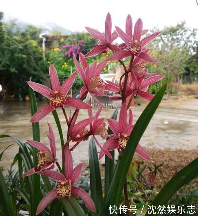 珍稀品菊“唐宇托桂”,似金凤展翅,金光灿灿,堪称养花必备