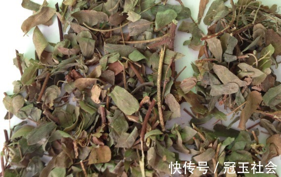 叶子|农村一种清香树叶,嚼2片就能去口臭,夏天叶子泡水“清热解暑”