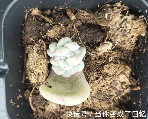 叶插多肉不出芽?掌握几个要点,出芽率高达90%以上!