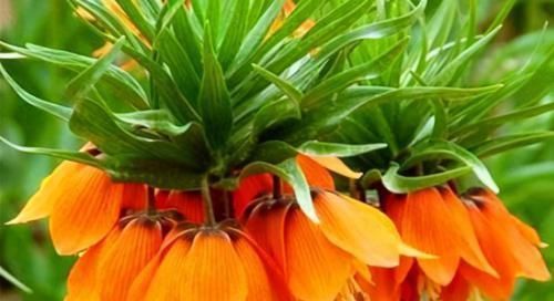 延缓衰老|中年人推荐多吃3种食物，美容养颜、延缓衰老，早吃早健康！