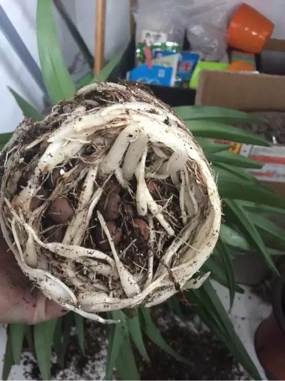 11月前，3种花该换盆了，再冷就迟了，过冬为难！