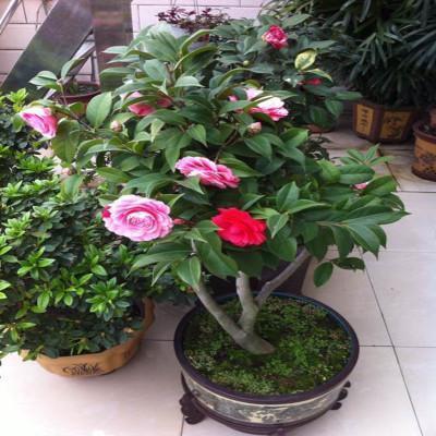 冬天只养这2种“花”,尤其是第2种,零下8℃也能活