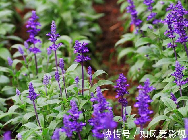 仙客来|十二生肖，各有各的“幸运花”，爱花人别养错了