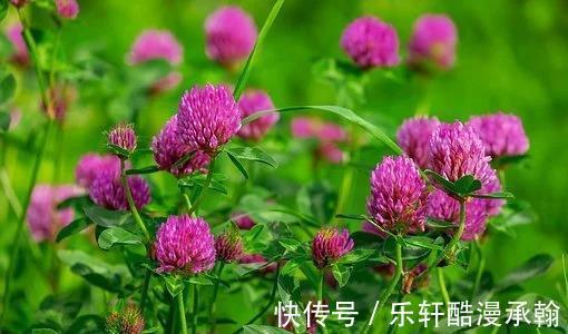 心爱的人|7月，滚滚红尘，3星座思念如潮，旧爱难守，好运连连，花开成海