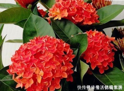 柠檬粉|阳台养这几朵花,花开不断,开花幽香暗淡,花型圆滚惹人爱