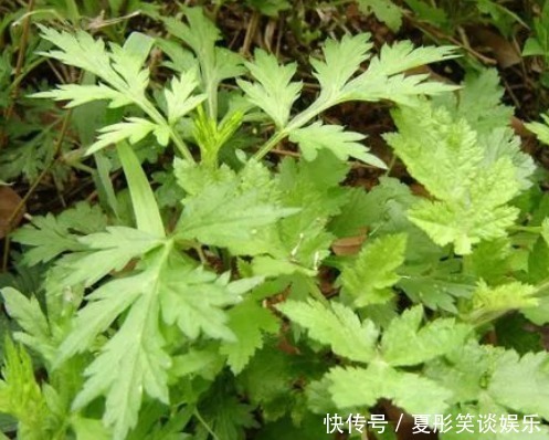 艾条灸|艾草不仅对女性经期有好处，治疗腰间盘突出也有帮助，不妨了解下