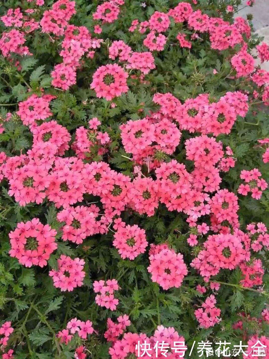 有院子的话,种这6种花,沾土就活一大片