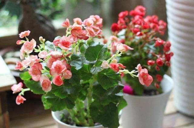 7月开始,4种花就怕“晒太阳”,想要叶色翠绿,这些细节你知道吗