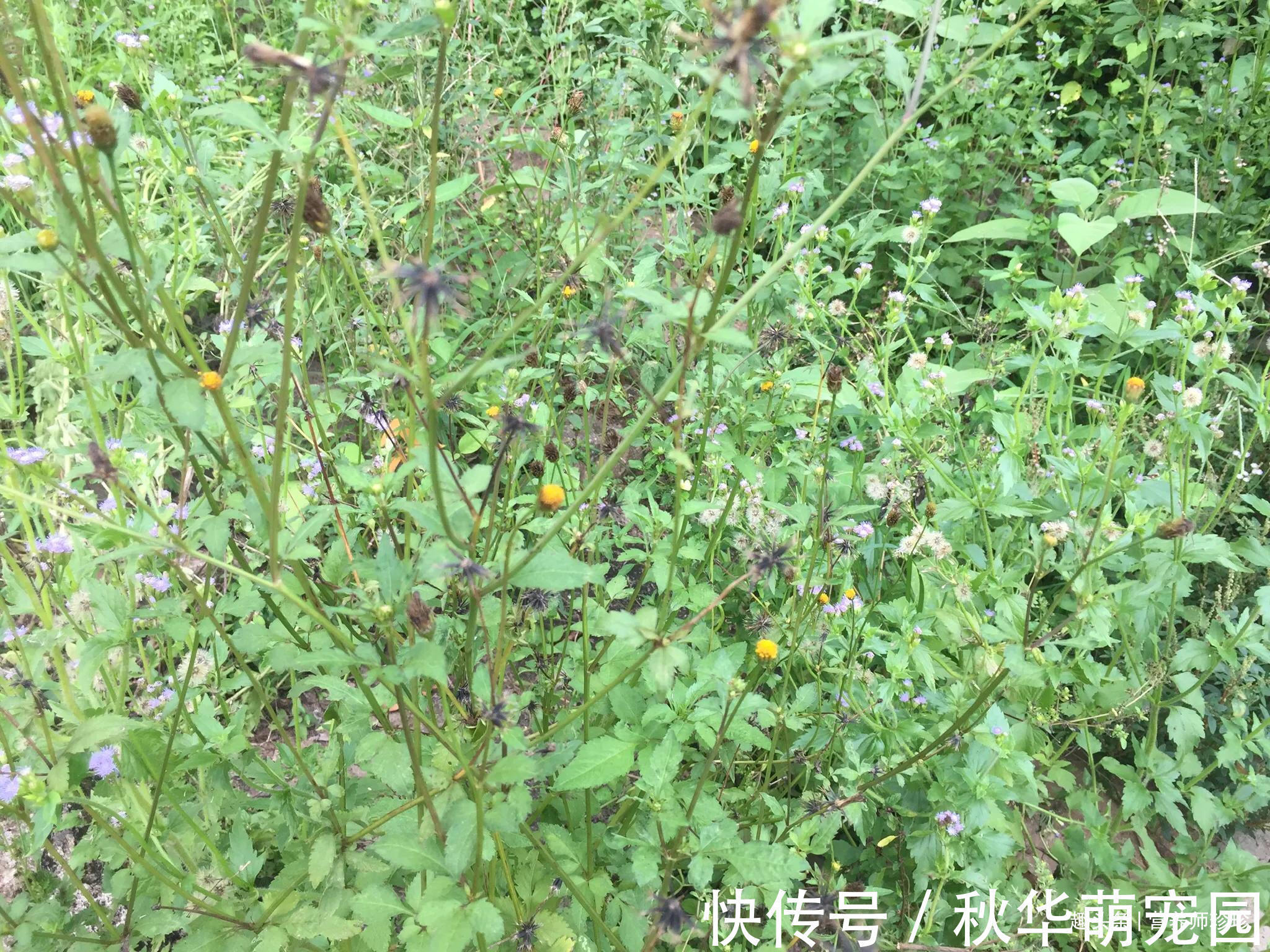 农民|路边常见的野草,在农民眼中是害草,在中医眼中却是治病的中药材