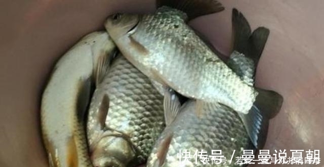 谷物|蚯蚓“万能”饵，只需按我说的用，不吹不黑，钓上的鲫鱼都很大