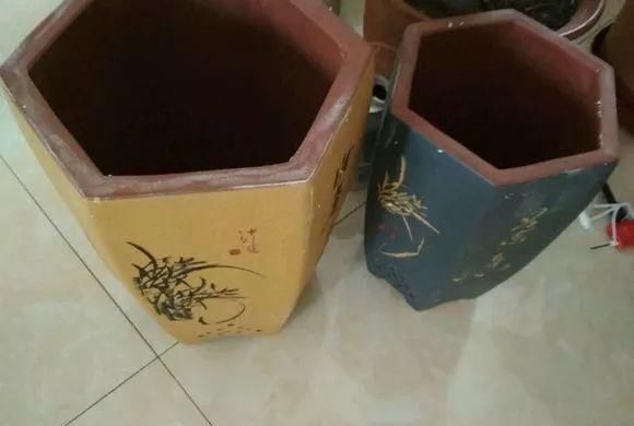 浇水|公认最难养的8种花，叶子动不动就发蔫，新手慎买！