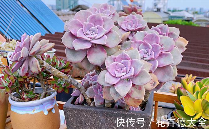 降温养多肉?一点不用怕,越冷越美出状态,长得还快