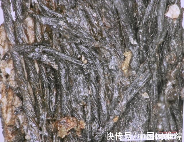 神树纹|三星堆又有新发现!神树纹玉琮、青铜小人，看古今对话