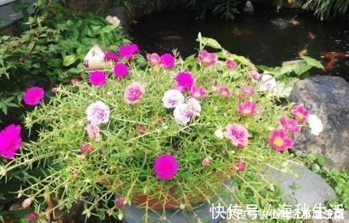 耐旱|阳台养花,就选这几种,一个月不浇水,也能打鸡血似的开满花!