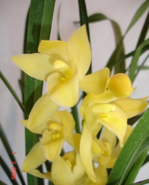  四溢|花色最“高贵”的兰花，也曾多次获奖，芳香四溢，气质优雅还好养