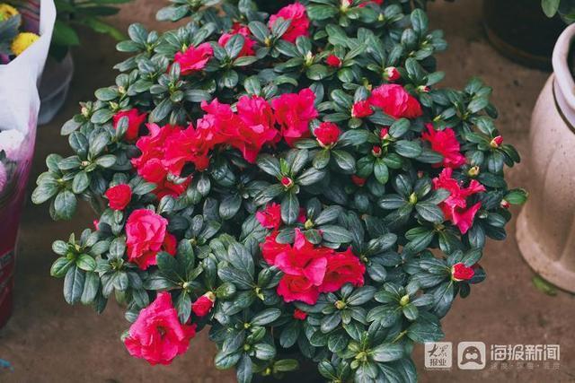 年宵花市场开始备货蝴蝶兰仙客来20-50元盆受市民青睐