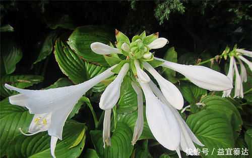 盆栽|此花是中国名花，花叶俱美，香味宜人，好养易活，是盆栽佳品